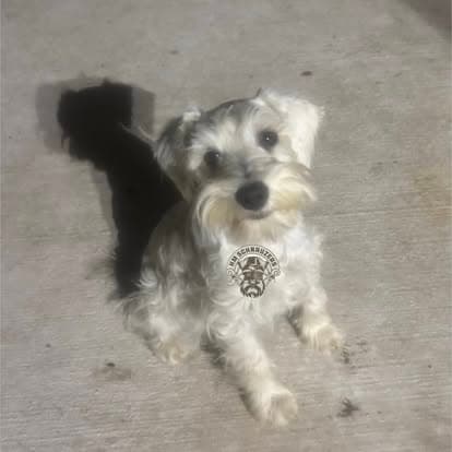 Maple — Hamm Mercy's Schnauzers litter