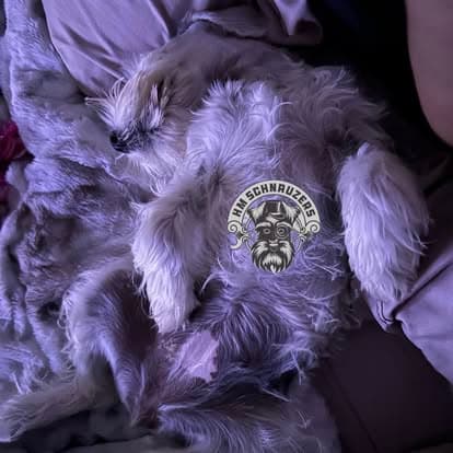 Biscuit — Hamm Mercy's Schnauzers litter